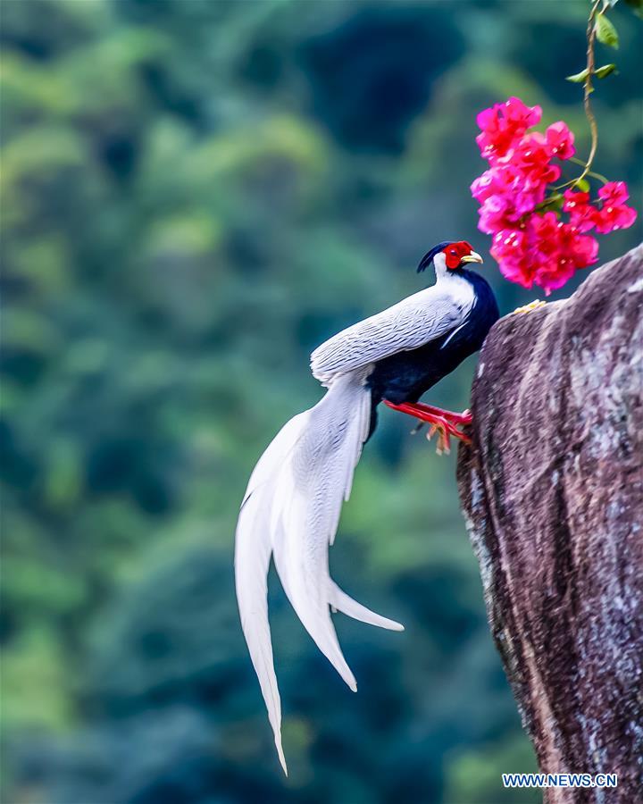 CHINA-FUJIAN-NANJING-EXIANDONG-SILVER PHEASANT (CN)