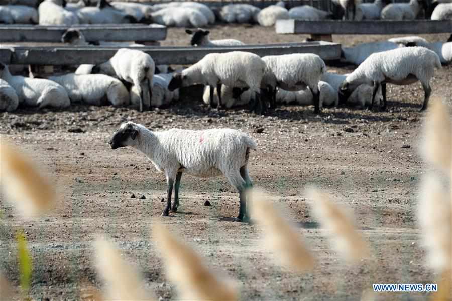 CHINA-XINJIANG-MANAS-SHEEP BREEDING (CN)