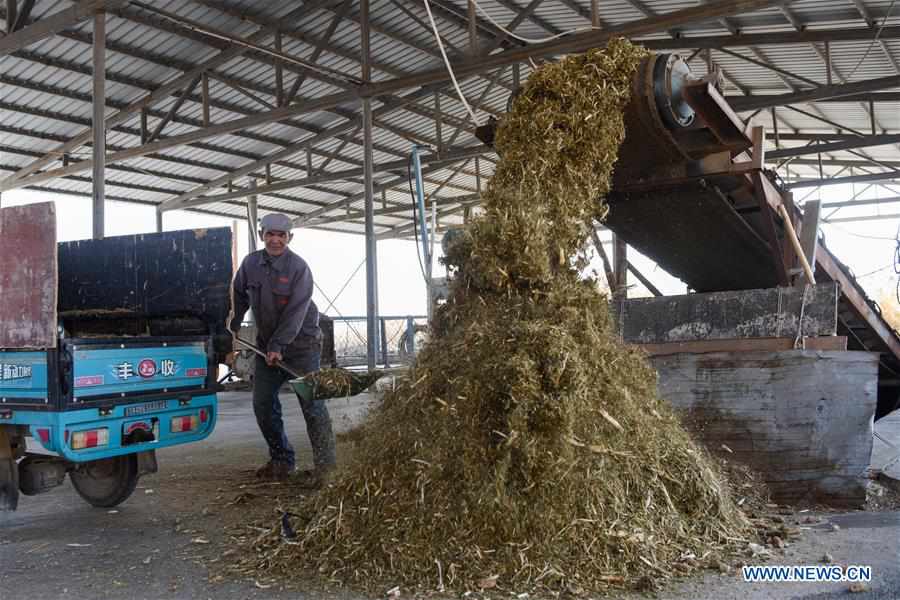 CHINA-XINJIANG-MANAS-SHEEP BREEDING (CN)