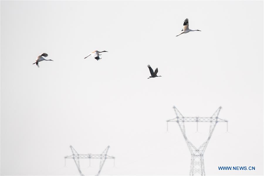 CHINA-JILIN-NATURE RESERVE-MIGRANT BIRDS (CN)