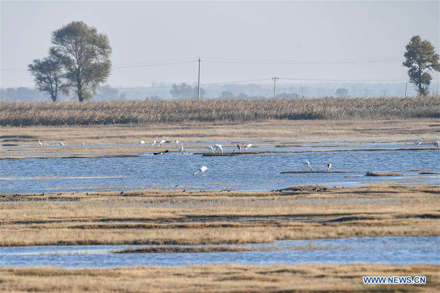 CHINA-JILIN-NATURE RESERVE-MIGRANT BIRDS (CN)