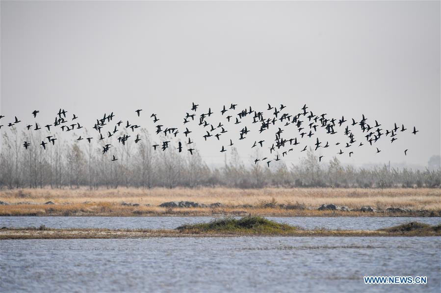 CHINA-JILIN-NATURE RESERVE-MIGRANT BIRDS (CN)