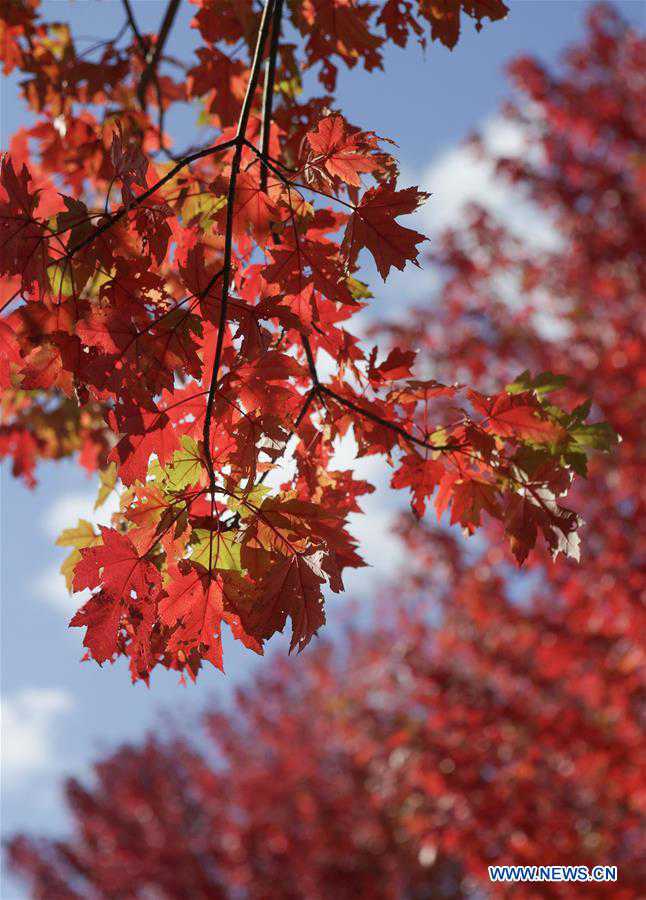 CANADA-VANCOUVER-AUTUMN-FOLIAGE