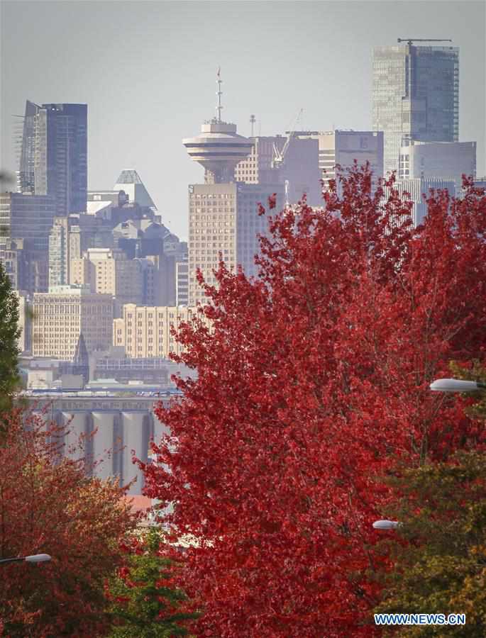 CANADA-VANCOUVER-AUTUMN-FOLIAGE