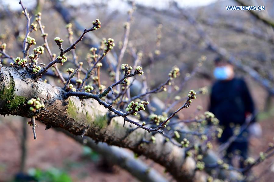 CHINA-HENAN-XICHUAN-GREEN DEVELOPMENT (CN)