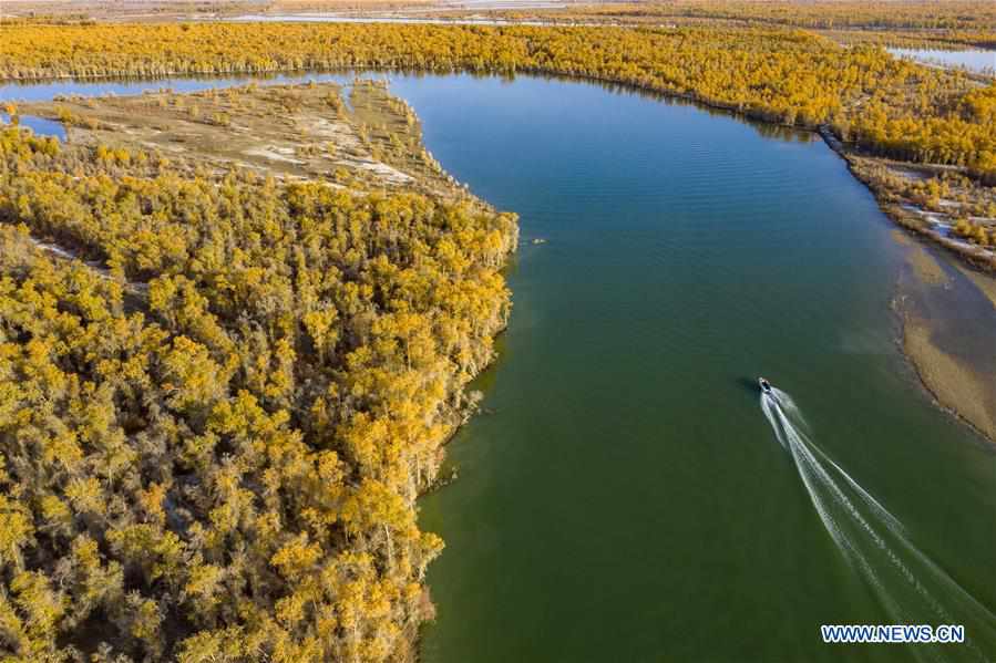 CHINA-XINJIANG-TARIM RIVER-DESERT POPLAR-AUTUMN SCENERY (CN)