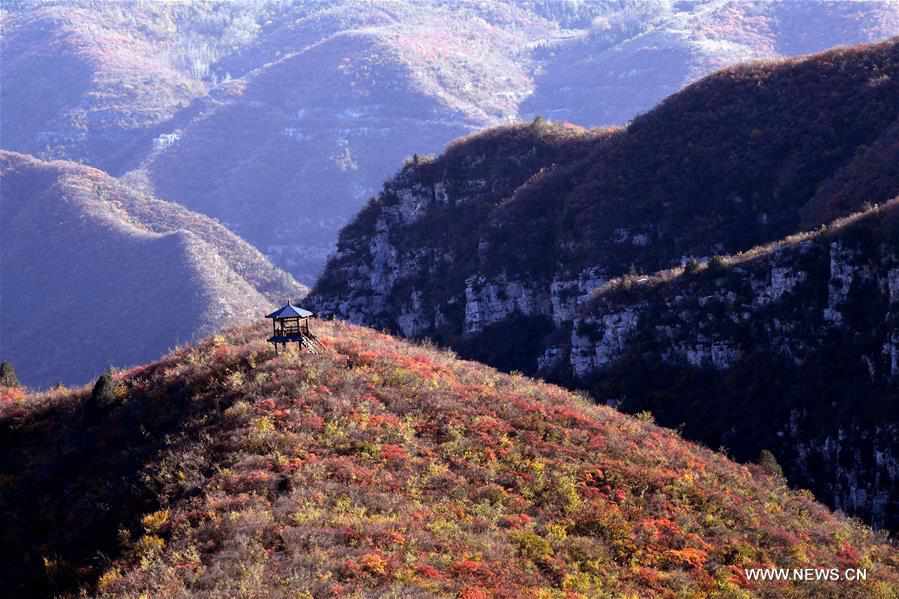 CHINA-HENAN-JIAOZUO-AUTUMN SCENERY (CN)