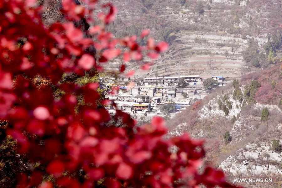 CHINA-HENAN-JIAOZUO-AUTUMN SCENERY (CN)