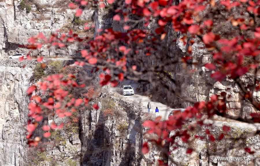 CHINA-HENAN-JIAOZUO-AUTUMN SCENERY (CN)