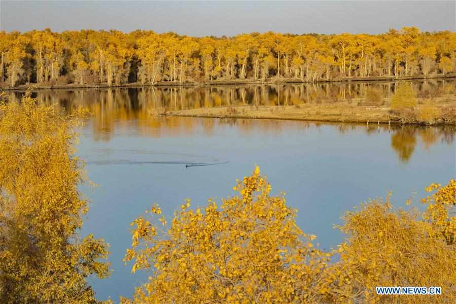 CHINA-XINJIANG-TARIM RIVER-DESERT POPLAR-AUTUMN SCENERY (CN)