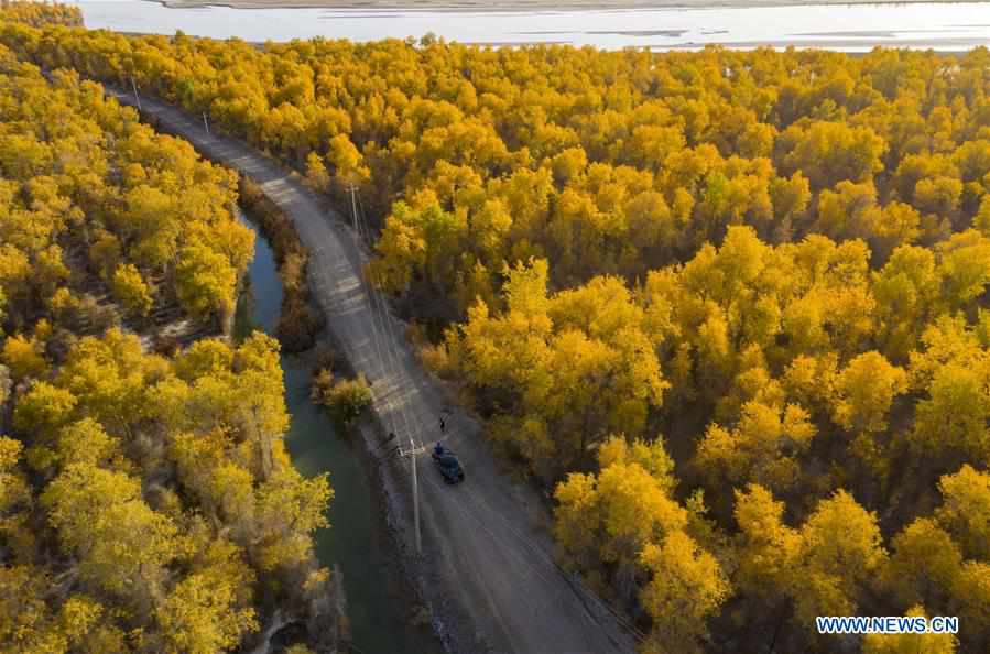 CHINA-XINJIANG-TARIM RIVER-DESERT POPLAR-AUTUMN SCENERY (CN)