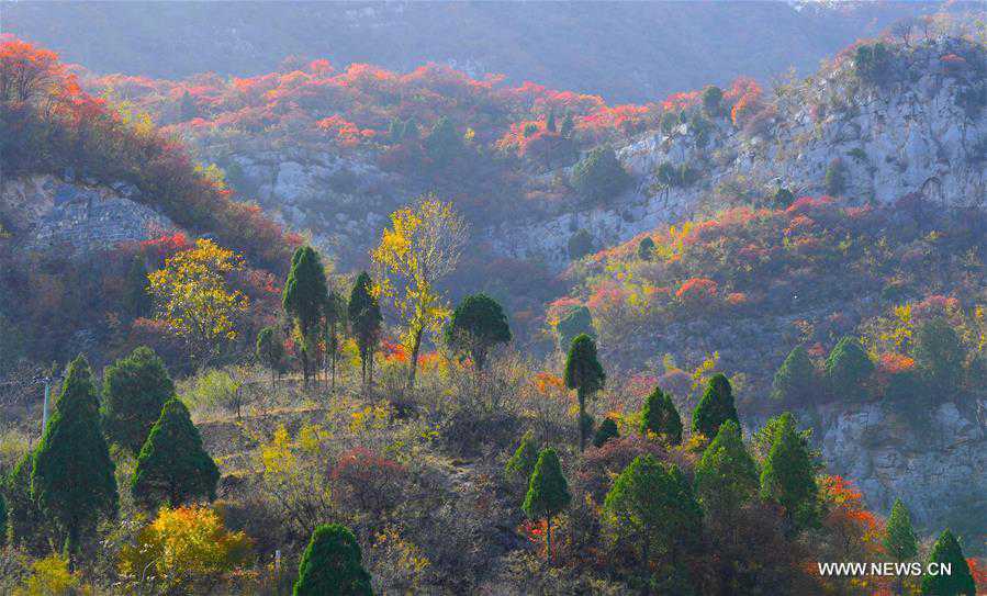 CHINA-HENAN-JIAOZUO-AUTUMN SCENERY (CN)