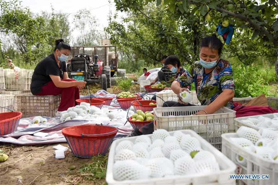 CHINA-XINJIANG-TIANSHAN MOUNTAINS-HARVEST (CN)