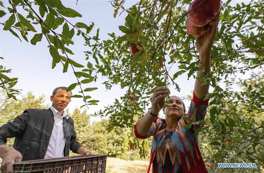 CHINA-XINJIANG-TIANSHAN MOUNTAINS-HARVEST (CN)