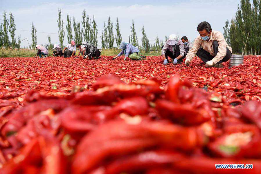 CHINA-XINJIANG-TIANSHAN MOUNTAINS-HARVEST (CN)