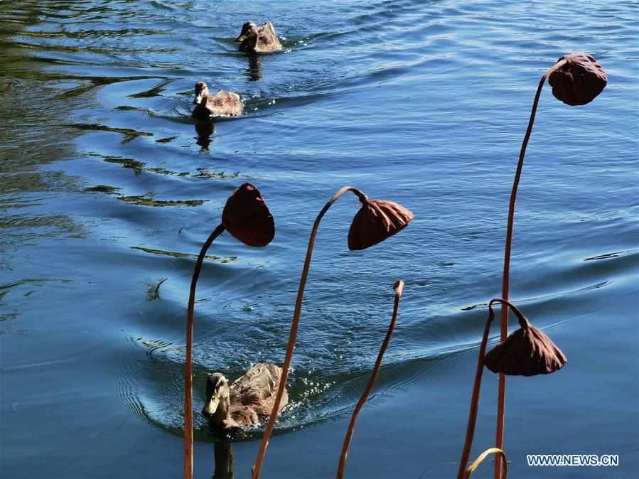 CHINA-BEIJING-AUTUMN-VIEW (CN)