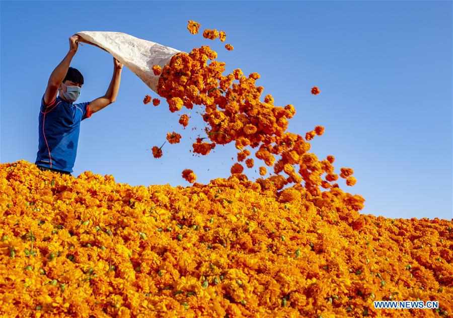 CHINA-XINJIANG-TIANSHAN MOUNTAINS-HARVEST (CN)