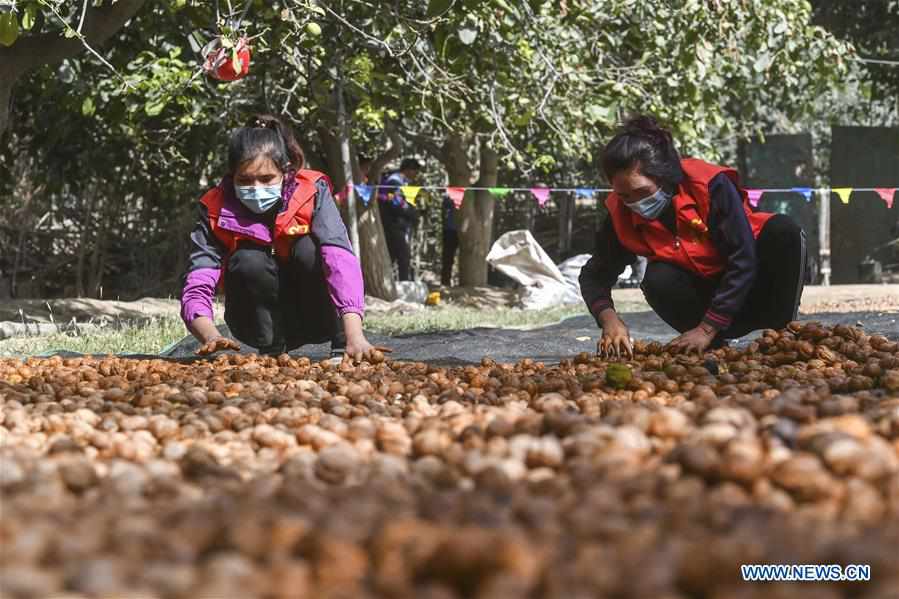 CHINA-XINJIANG-TIANSHAN MOUNTAINS-HARVEST (CN)