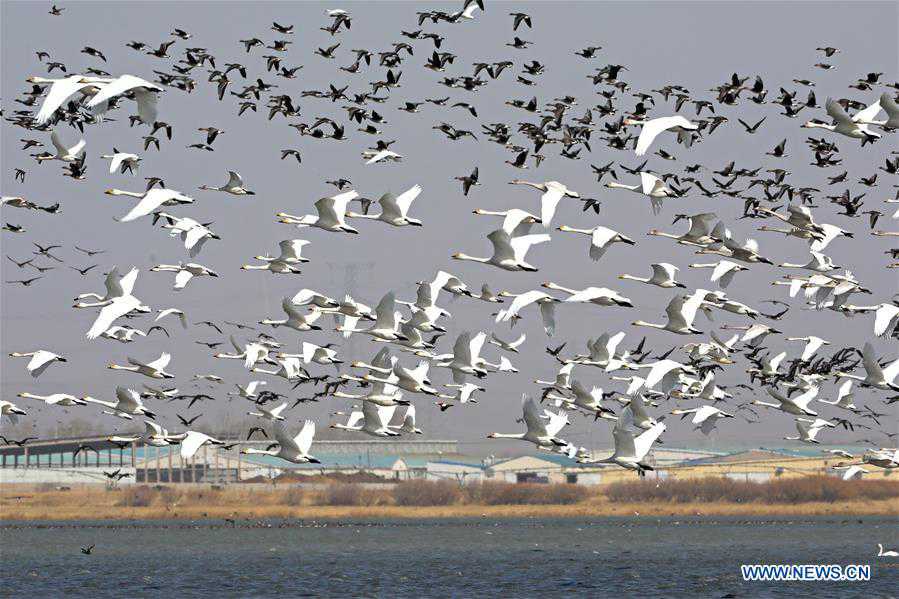 #CHINA-HEBEI-ZHANGJIAKOU-MIGRANT BIRDS (CN)