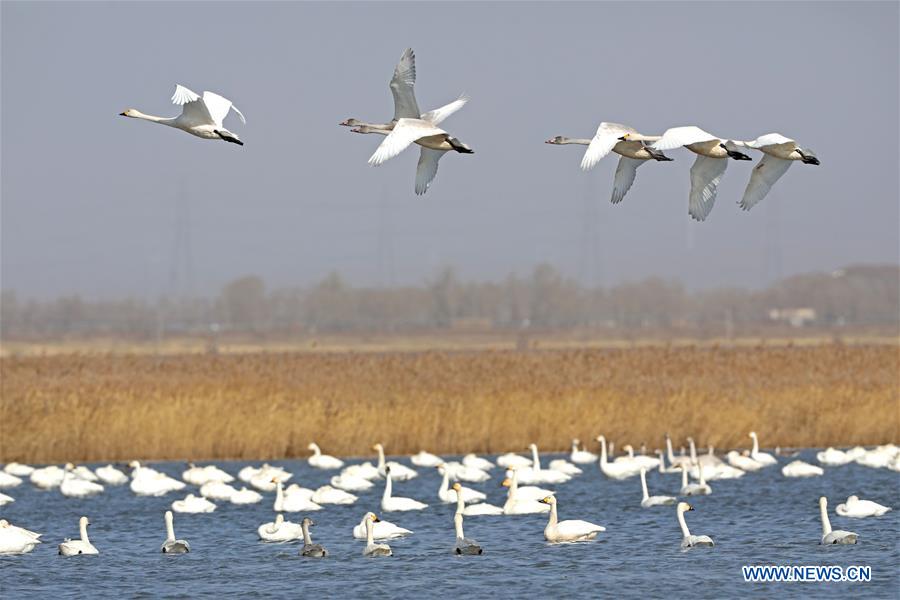 #CHINA-HEBEI-ZHANGJIAKOU-MIGRANT BIRDS (CN)