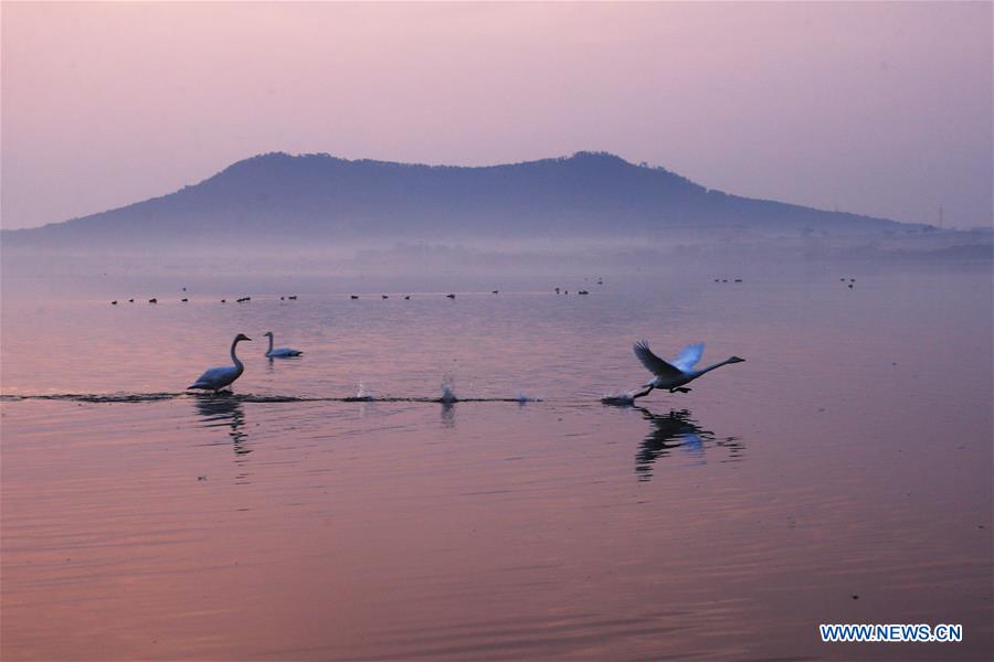 #CHINA-SHANDONG-RONGCHENG-SWAN(CN)