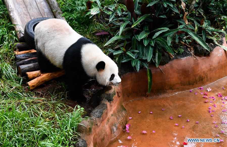 CHINA-HAINAN-PANDA (CN)