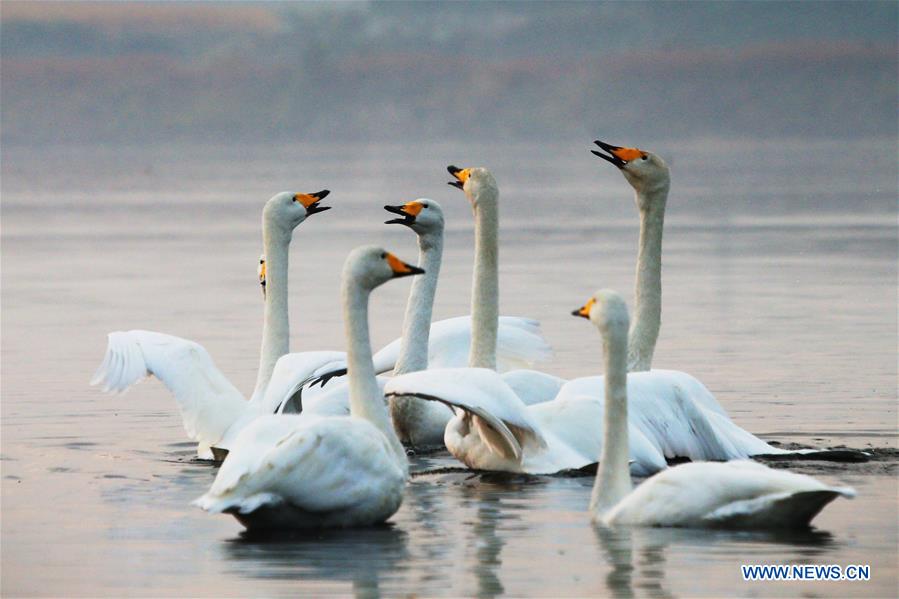 #CHINA-SHANDONG-RONGCHENG-SWAN(CN)