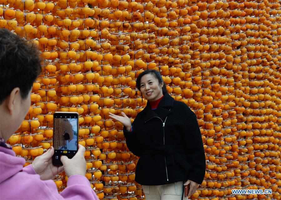 CHINA-SHANXI-PINGLU-PERSIMMON-HARVEST (CN)