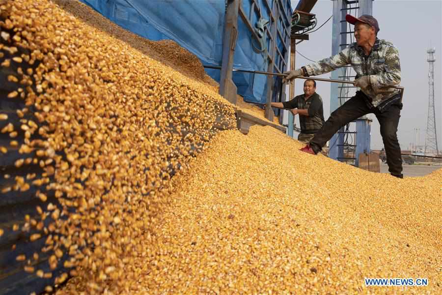 CHINA-HEILONGJIANG-HARVEST-PROCESSING (CN)