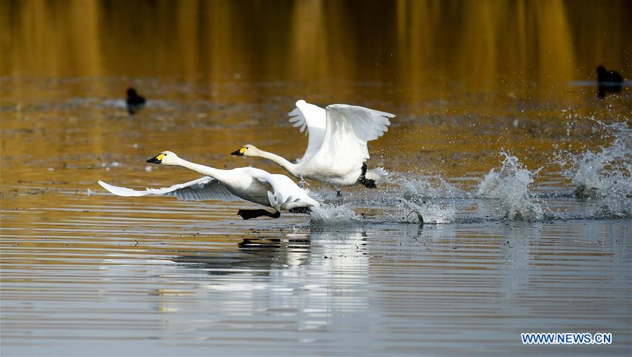 CHINA-INNER MONGOLIA-SWAN (CN)