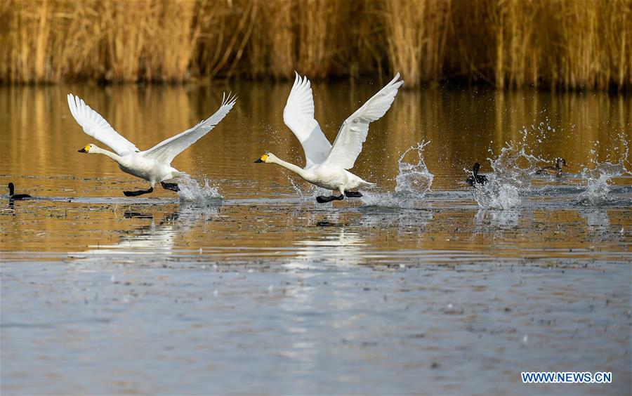 CHINA-INNER MONGOLIA-SWAN (CN)