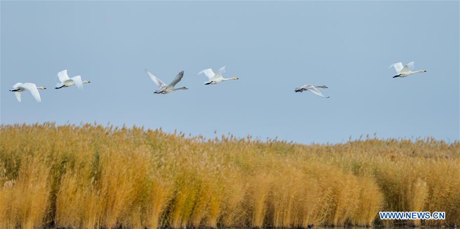 CHINA-INNER MONGOLIA-SWAN (CN)