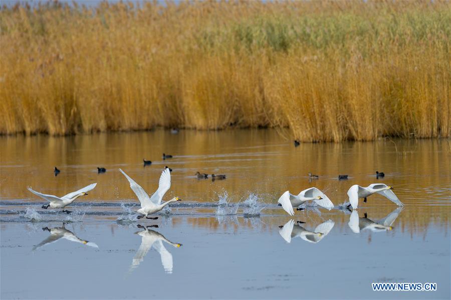 CHINA-INNER MONGOLIA-SWAN (CN)