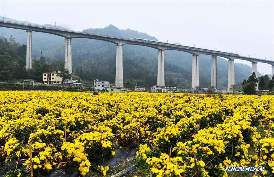 CHINA-GUIZHOU-LONGLI-CHRYSANTHEMUM-POVERTY ALLEVIATION (CN)