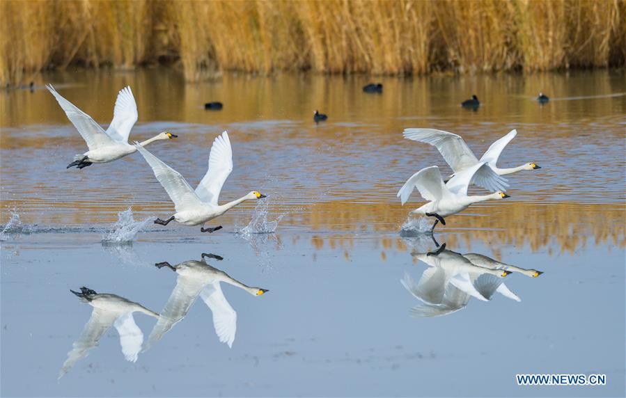CHINA-INNER MONGOLIA-SWAN (CN)