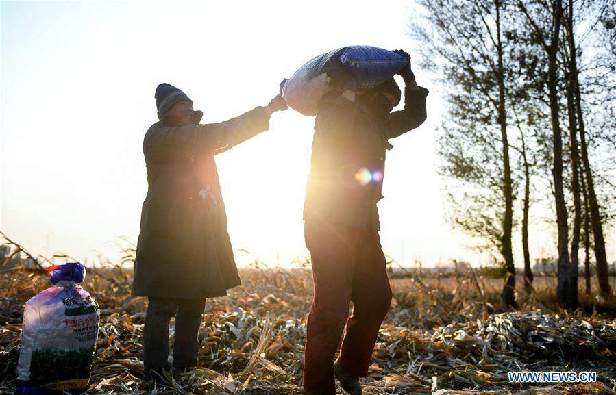 CHINA-JILIN-AGRICUTURAL PRODUCTION-HARVEST (CN)