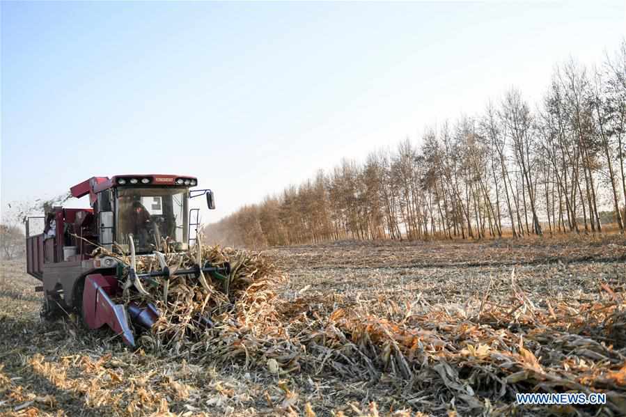 CHINA-JILIN-AGRICUTURAL PRODUCTION-HARVEST (CN)