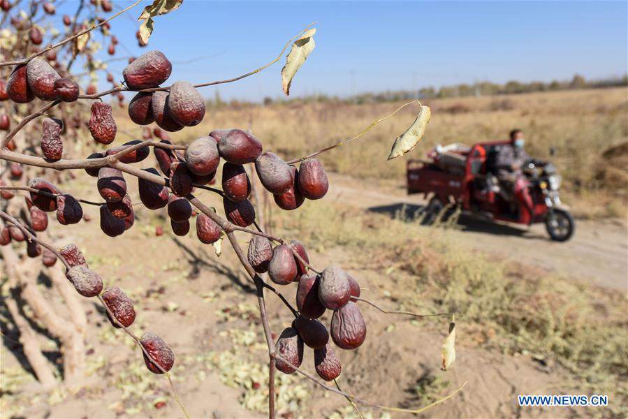 CHINA-XINJIANG-RED JUJUBE-HARVEST (CN)