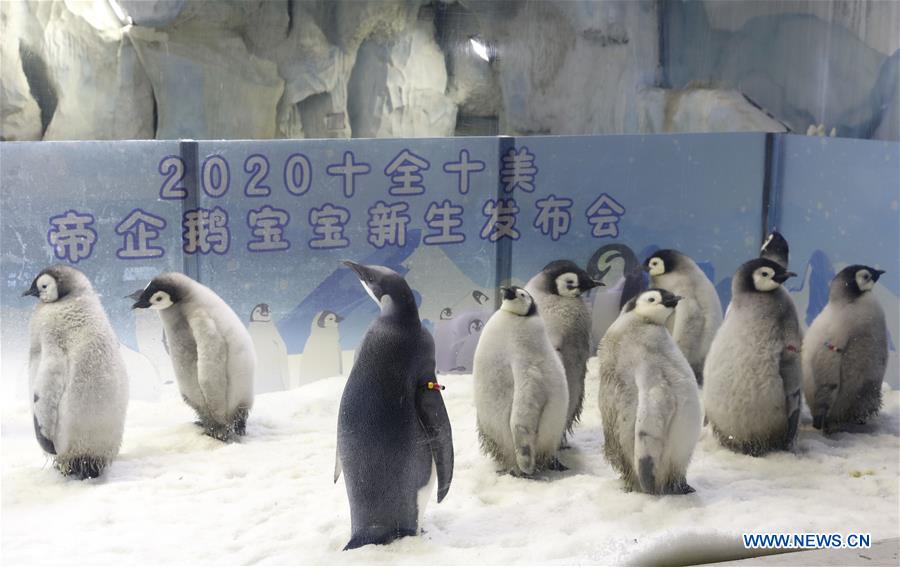 CHINA-GUANGDONG-ZHUHAI-EMPEROR PENGUINS-BABY-DEBUT (CN)