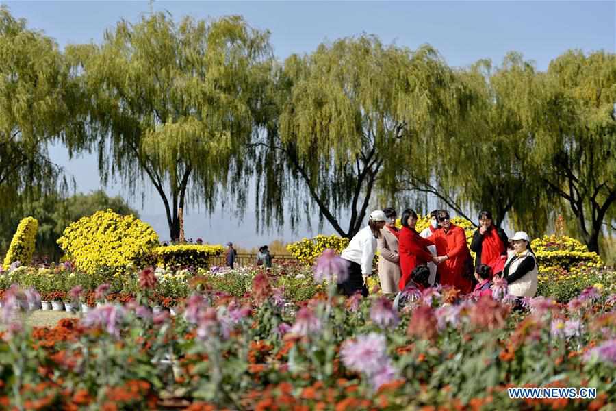 CHINA-HEBEI-SHAHE-CHRYSANTHEMUM (CN)