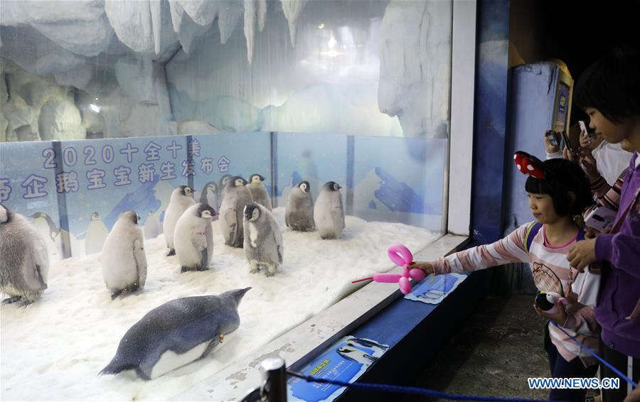 CHINA-GUANGDONG-ZHUHAI-EMPEROR PENGUINS-BABY-DEBUT (CN)