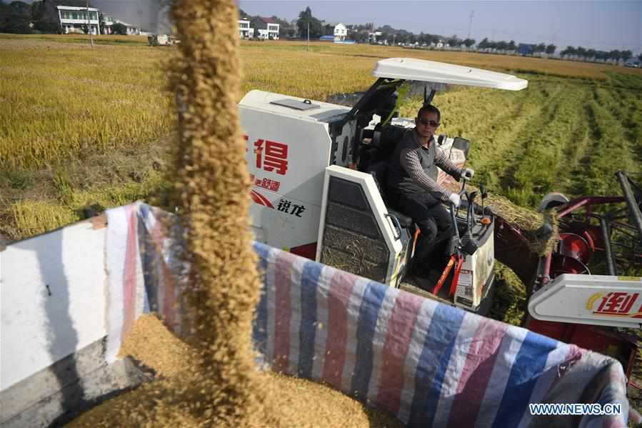 CHINA-HUNAN-YIYANG-PADDY RICE-HARVEST (CN)