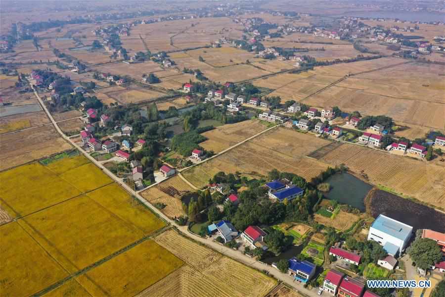 CHINA-HUNAN-YIYANG-PADDY RICE-HARVEST (CN)