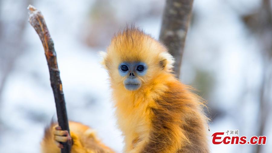 snub-nosed,oprah winfrey population of golden snub-nosed monkey in shennongjia national