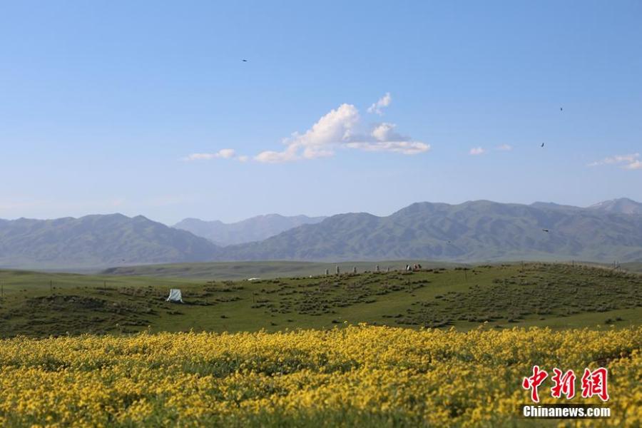 Wild flowers in full bloom on Zhaosu Prairie in Xinjiang