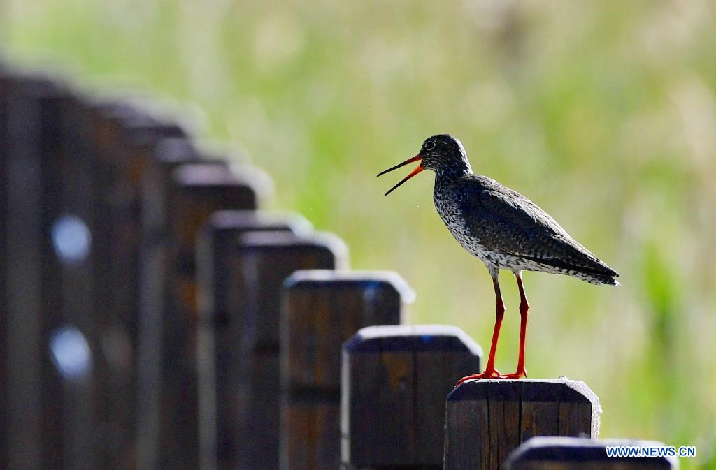 In pics: redshanks at Lhalu wetland in Lhasa