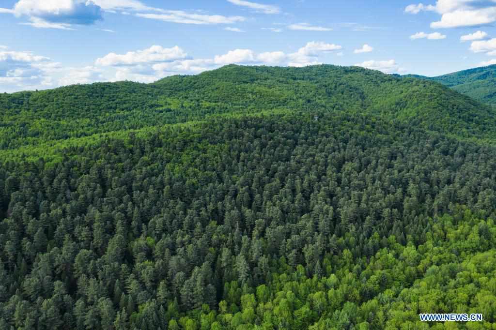 Scenery of national forest park in Yichun, Heilongjiang