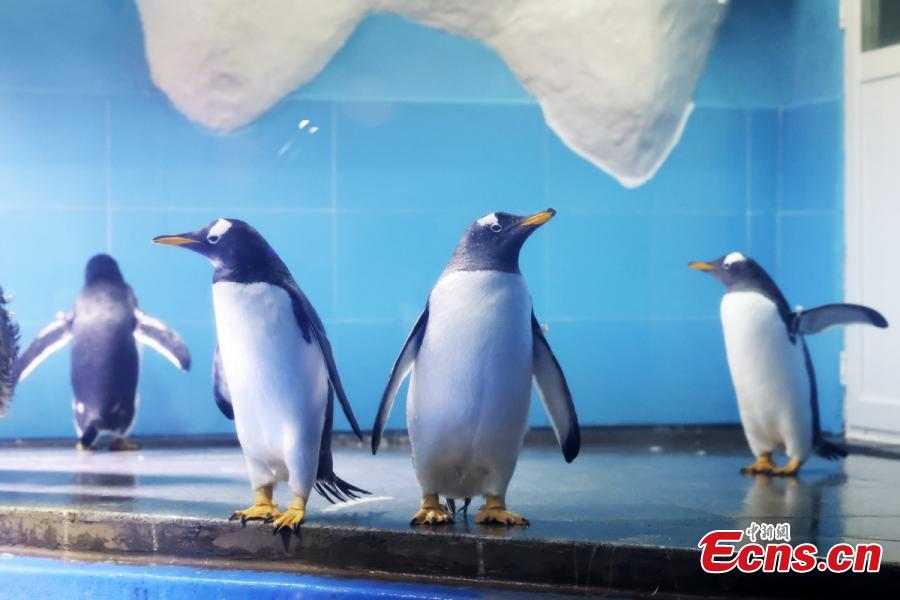 Four Gentoo penguins join Nanjing Underwater World