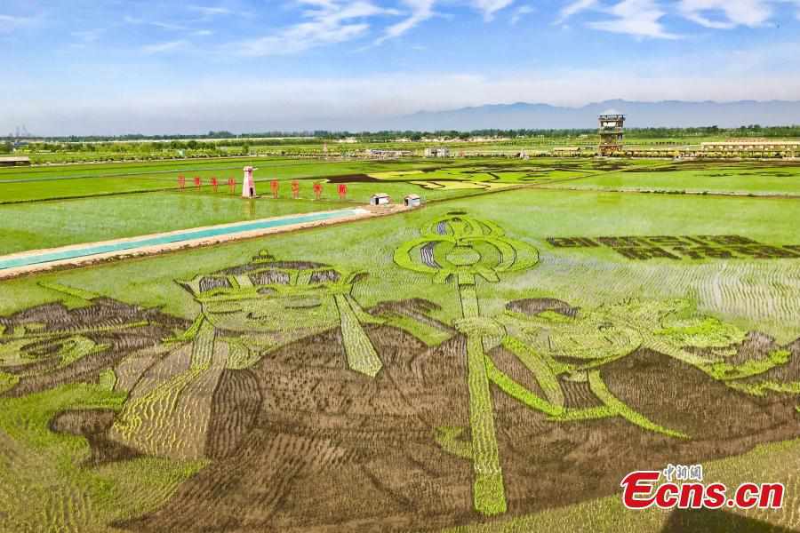 Paddy field paintings show beauty of Ningxia