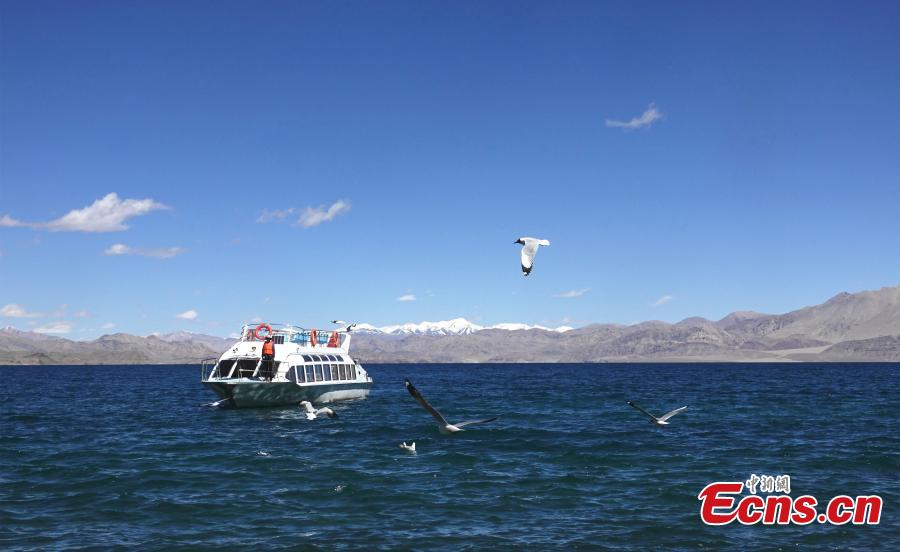 Brown-headed gulls enjoy summertime at Pangong Tso Lake in China's Tibet